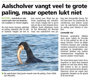 Ommelander Courant 12-02-2026