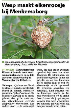 Ommelander Courant 01-09-2025