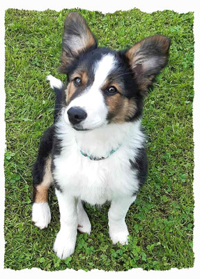 Chiot Border Collie à l'école pour chiots à Dax