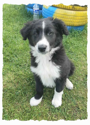 Chiot Border Collie à l'école pour chiots à Dax