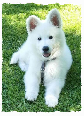 Chiot Berger Blanc Suisse à l'école pour chiots à Dax