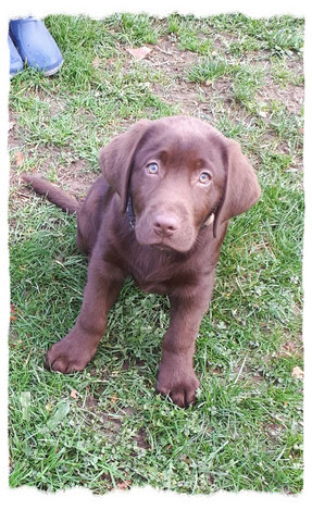 Labrador à l'école pour chiots à Dax