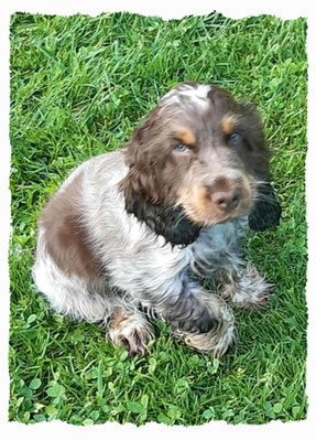 Chiot Cocker Spaniel à l'école pour chiots à Dax