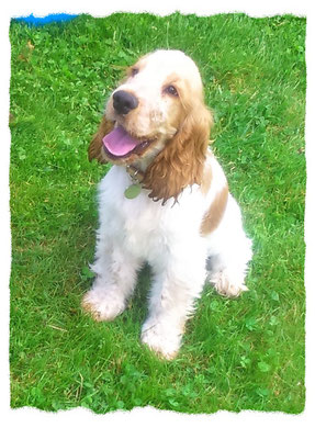 Cocker Spaniel à l'école pour chiots à Dax