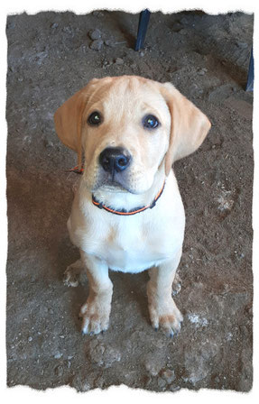 Croisé Labrador à l'école pour chiots à Dax