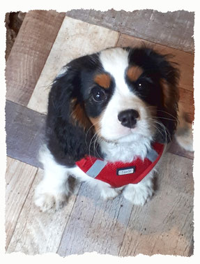 Chiot Cavalier King Charles à l'école pour chiots à Dax