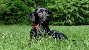 Namida Hundewoche