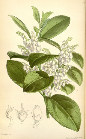 Captation from Gaultheria fragrantissima by Curtis's Bot