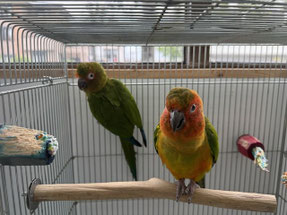 少し警戒気味のテキーラ&タコス@チャノドメキシコインコ