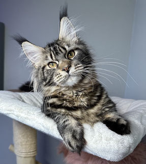 Maine Coon Kitten in black classic tabby 