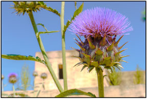Distel#Roland Valter#rolva#Natur-Fotografie#Aachen 