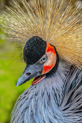 Porträt Kranich#Roland Valter#rolva#Natur-Fotografie#Aachen 