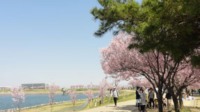 狭山池公園の桜