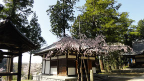 弘川寺の桜