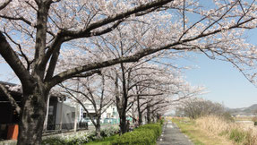 石川河川敷さくら