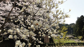 弘川寺の桜