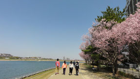 狭山池公園の桜