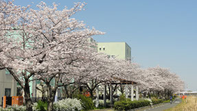 石川河川敷の桜