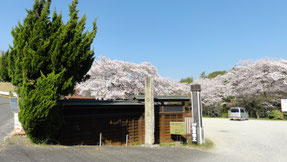 龍泉寺の桜