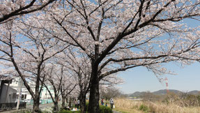 石川河川敷の桜