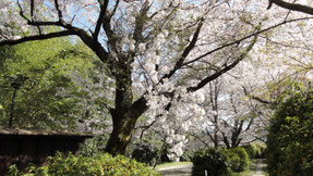 龍泉寺の桜