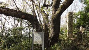 龍泉寺城跡の桜