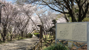 近つ飛鳥博物館 の さくらまつり