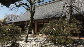 弘川寺の桜