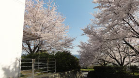 かんぽの宿富田林の桜