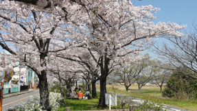 石川河川敷の桜