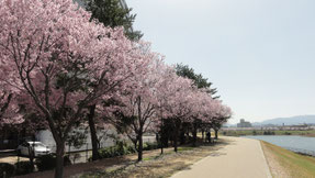 狭山池公園の桜