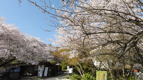 龍泉寺の桜