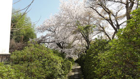 龍泉寺の桜
