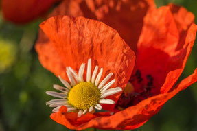 Foto: Rainer Kurth, Maaschwitz