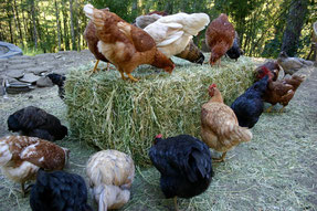 Feeding garden hens