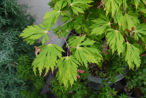 ハウチワカエデの園芸品種:舞孔雀　(Acer japonicum cv. maikjyaku)