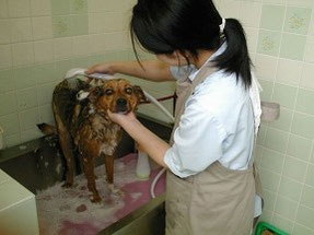 練馬区/東京ラブリー動物病院のトリミング中の柴犬の画像です