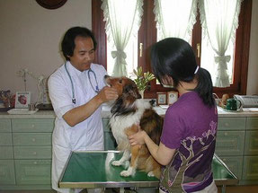 練馬区/東京ラブリー動物病院で犬の口腔内を診察している画像です