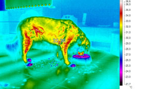 Tierphysio mit Wärmebild Thermografie Maag-isch March Höfe See Gaster Glarus St. Gallen Schwyz Reichenburg Tuggen Buttikon Schübelbach Siebnen Galgenen Altendorf Lachen Pfäffikon Zürich