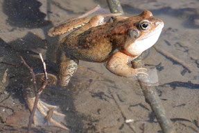 Frosch im Teich, ©Elisabeth Naurath