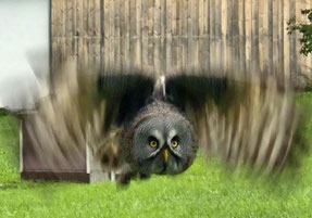 Bartkauz im Anflug, ©Petra Berger