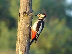 Der Buntspecht, ©Elisabeth Naurath