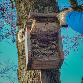 Hornissennest im Vogelnistkasten, ©Manuela Stockmann