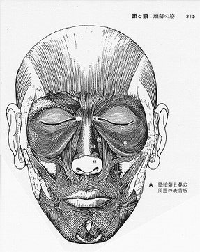 顔面の表情筋