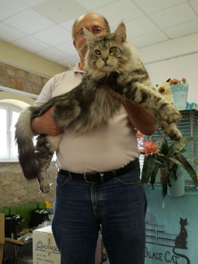 Aktuelles Mainecoons Bellsmountains Jimdo Page