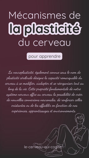 Les mécanismes de la neuroplasticité du cerveau pour apprendre