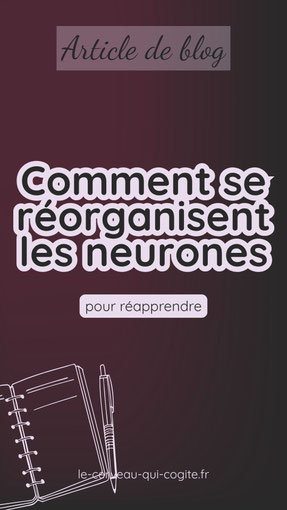 Comment se réorganisent les réseaux neuronaux pour apprendre ?