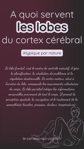 a quoi servent les lobes du cortex cérébral