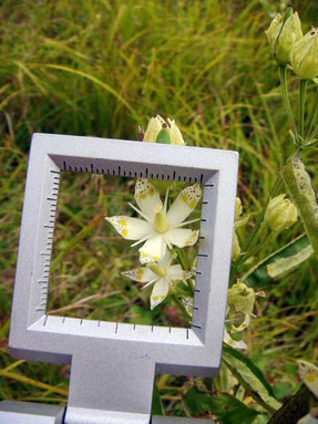 アケボノソウ　花の径は約15mm