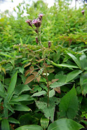 シラネアザミ (白根薊)